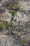 Greater Florida spurge